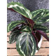 Calathea medaillon