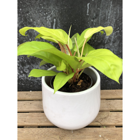 Philodendron "Malay gold"