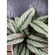 Calathea white star