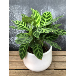 Calathea zebrina