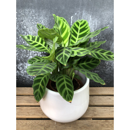 Calathea zebrina