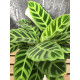 Calathea zebrina