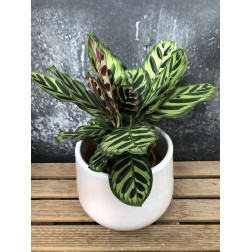 Calathea makoyana