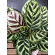 Calathea makoyana