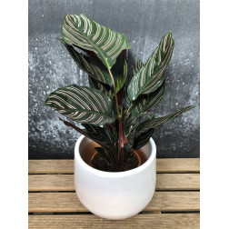 Calathea ornata