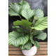 Calathea orbifolia