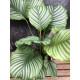 Calathea orbifolia