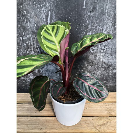 Calathea roseopicta Cora