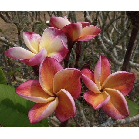 Plumeria rubra 'Captivate' - Frangipanier