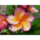 Plumeria rubra 'Irma hybrid' - Frangipanier