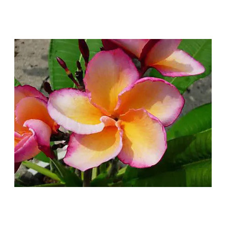 Plumeria rubra 'Irma hybrid' - Frangipanier