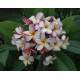 Plumeria rubra 'Captivate' - Frangipanier