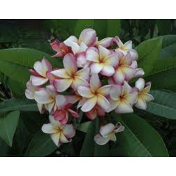 Plumeria rubra 'Captivate' - Frangipanier