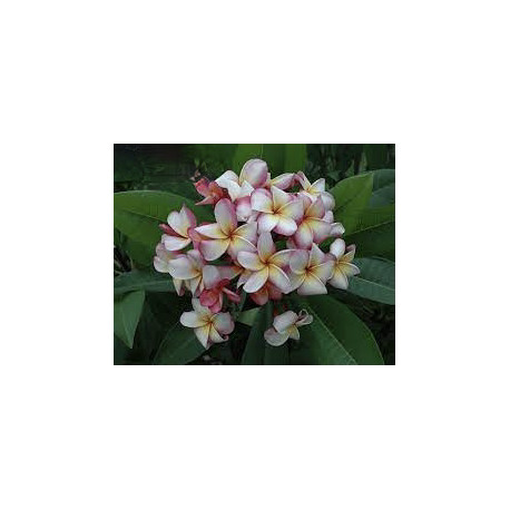 Plumeria rubra 'Captivate' - Frangipanier