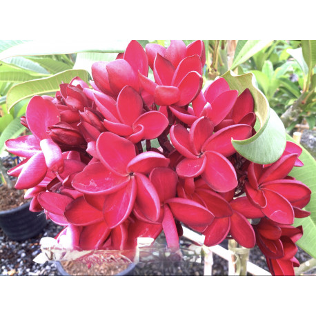 Plumeria rubra 'Tabtim siam' - Frangipanier