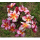 Plumeria rubra 'Tabtim siam' - Frangipanier