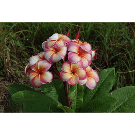 Plumeria rubra 'tong tawee koon' - Frangipanier