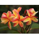 Plumeria rubra 'tong tawee koon' - Frangipanier