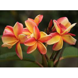 Plumeria rubra 'tong tawee koon' - Frangipanier