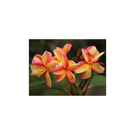 Plumeria rubra 'tong tawee koon' - Frangipanier