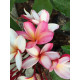 Plumeria rubra 'Monet' - Frangipanier