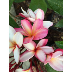 Plumeria rubra 'Monet' - Frangipanier