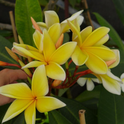 Plumeria rubra 'Monet' - Frangipanier