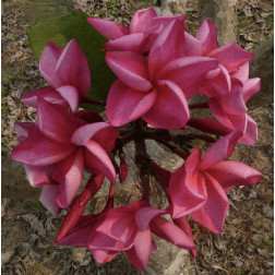 Plumeria rubra 'Pink kiss' - Frangipanier