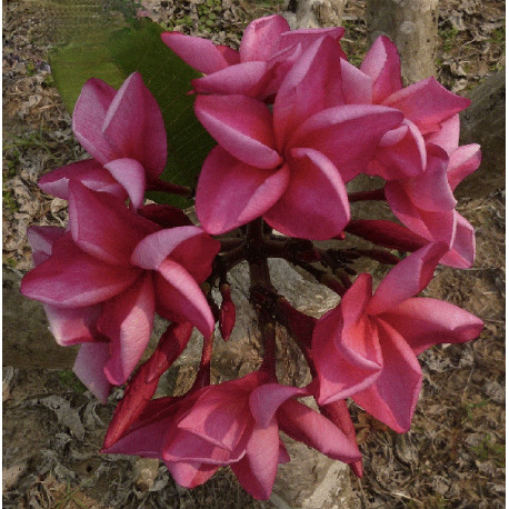 Plumeria rubra 'Pink kiss' - Frangipanier