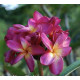 Plumeria rubra 'Muang sin' - Frangipanier