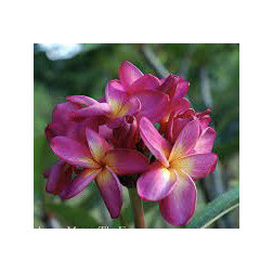 Plumeria rubra 'Muang sin' - Frangipanier