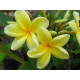 Plumeria rubra 'Muang taw fun' - Frangipanier