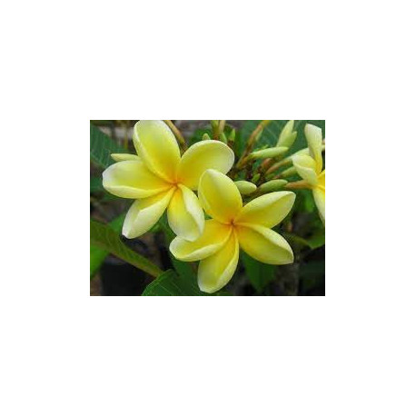 Plumeria rubra 'Muang taw fun' - Frangipanier