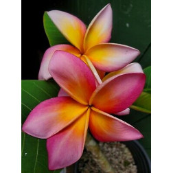 Plumeria rubra 'Fusion'  - Frangipanier