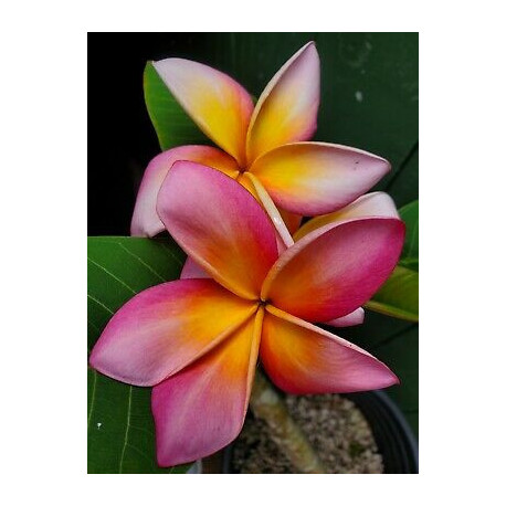 Plumeria rubra 'Fusion'  - Frangipanier