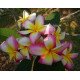 Plumeria rubra 'Vibrance'  - Frangipanier