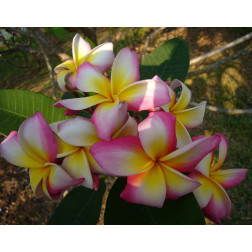 Plumeria rubra 'Vibrance'  - Frangipanier