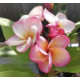 Plumeria rubra 'chompoo phet aka pink'  - Frangipanier