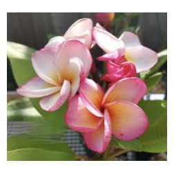 Plumeria rubra 'chompoo phet aka pink'  - Frangipanier