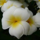 Plumeria rubra 'Grace'  - Frangipanier