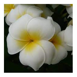 Plumeria rubra 'Grace'  - Frangipanier