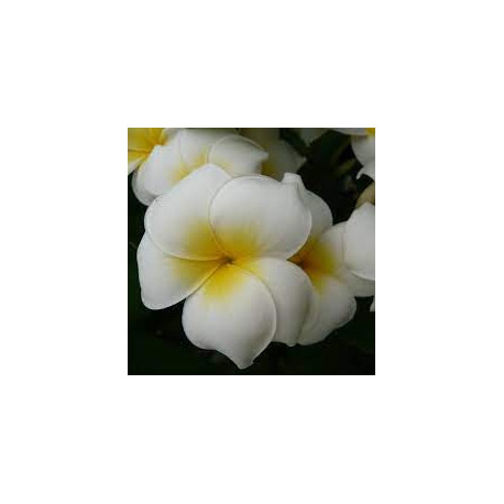 Plumeria rubra 'Grace'  - Frangipanier