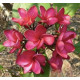 Plumeria rubra 'Grace'  - Frangipanier