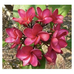 Plumeria rubra 'Grace'  - Frangipanier