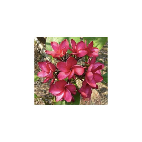 Plumeria rubra 'Grace'  - Frangipanier