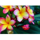 Plumeria rubra 'minerva'  - Frangipanier