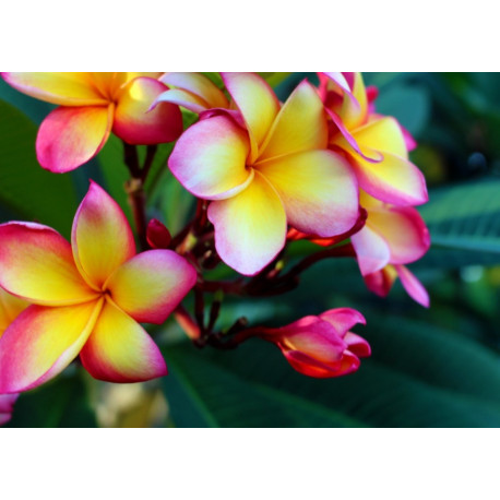 Plumeria rubra 'minerva'  - Frangipanier