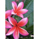 Plumeria rubra 'minerva'  - Frangipanier