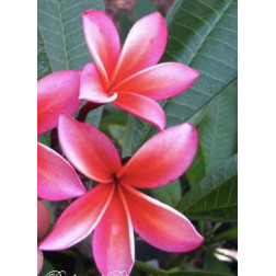 Plumeria rubra 'minerva'  - Frangipanier