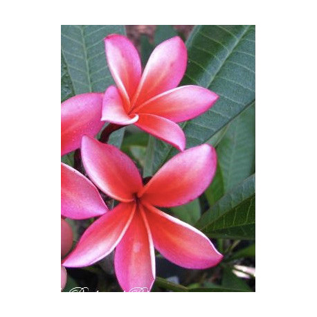 Plumeria rubra 'minerva'  - Frangipanier